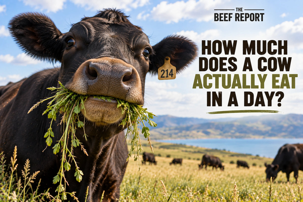 How Much Does a Cow Actually Eat in a Day?
